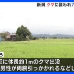 体長1メートルほどのクマに襲われ70代の男性がけが　新潟・新発田市｜TBS NEWS DIG