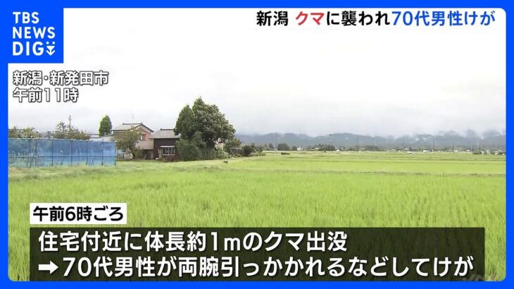 体長1メートルほどのクマに襲われ70代の男性がけが　新潟・新発田市｜TBS NEWS DIG
