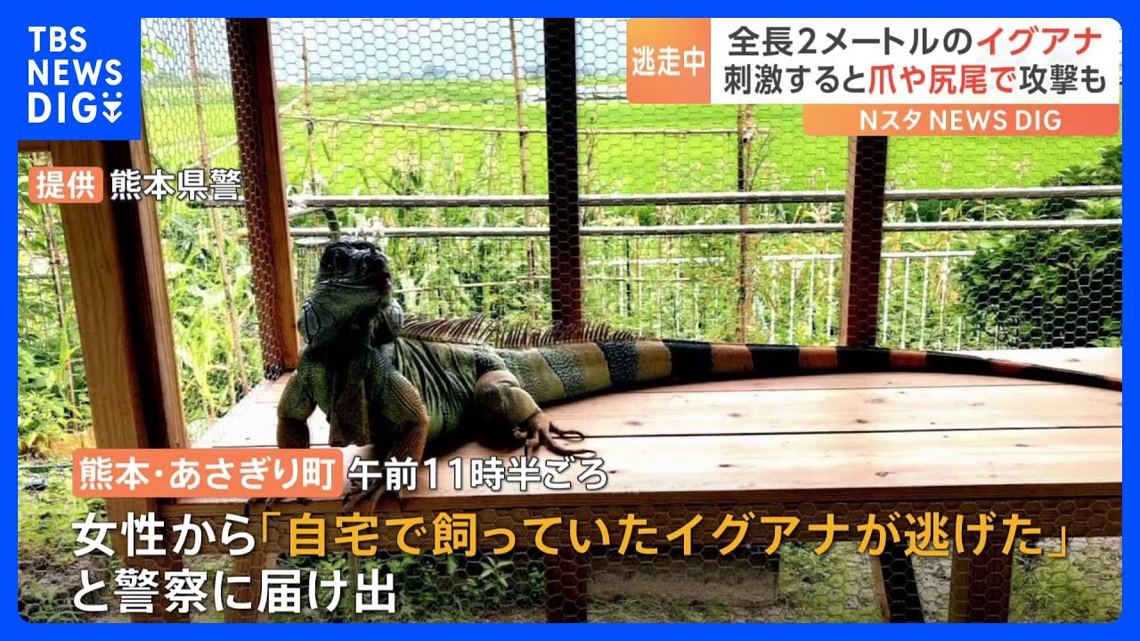 全長2メートルのイグアナが逃げ出す　刺激すると爪や尻尾で攻撃するおそれも　熊本｜TBS&nbsp;NEWS&nbsp;DIG