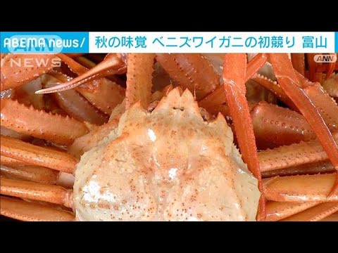 紅色鮮やか約2100匹並ぶ　富山湾に秋の味覚　射水市の新湊漁港でベニズワイガニ初競り(2023年9月2日)