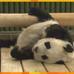 “神戸のお嬢様”パンダ旦旦28歳の誕生日　心臓の病気で中国へ帰る予定延期も体調は安定　王子動物園