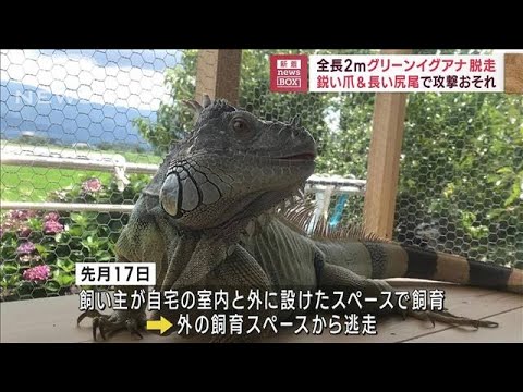 全長2m「グリーンイグアナ」脱走　鋭い爪＆長い尻尾で攻撃おそれ(2023年9月11日)