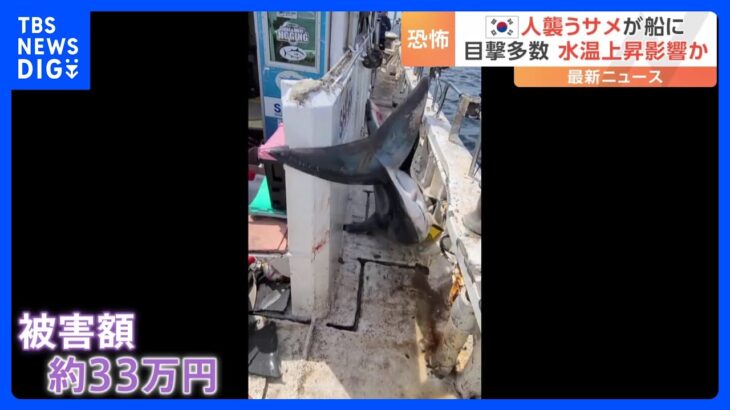 3メートルのサメが船に飛び込み…ケーブルを噛むなど船体を破壊 被害額は日本円で約33万円に　韓国｜TBS NEWS DIG