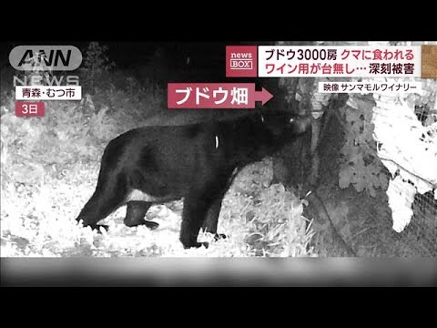 ワイン用が台無し…ブドウ3000房クマに食われる　全国的に出没“過去最多ペース”(2023年9月6日)