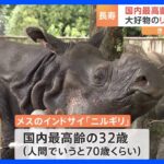 敬老の日に国内最高齢32歳「インドサイ」の長寿祝う　名古屋・東山動植物園｜TBS NEWS DIG