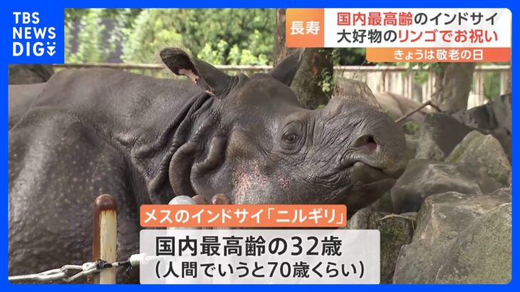 敬老の日に国内最高齢32歳「インドサイ」の長寿祝う　名古屋・東山動植物園｜TBS NEWS DIG