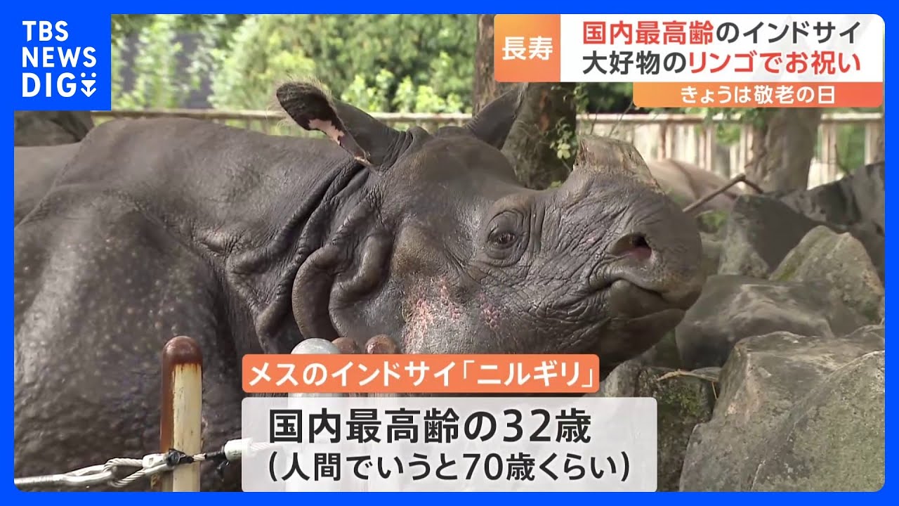 敬老の日に国内最高齢32歳「インドサイ」の長寿祝う　名古屋・東山動植物園｜TBS&nbsp;NEWS&nbsp;DIG