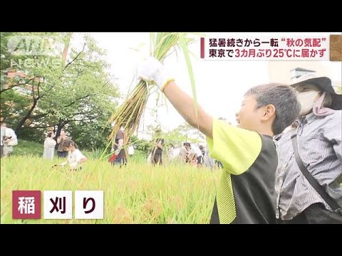 猛暑続きから一転 “秋の気配” 東京で3カ月ぶり25℃に届かず(2023年9月23日)