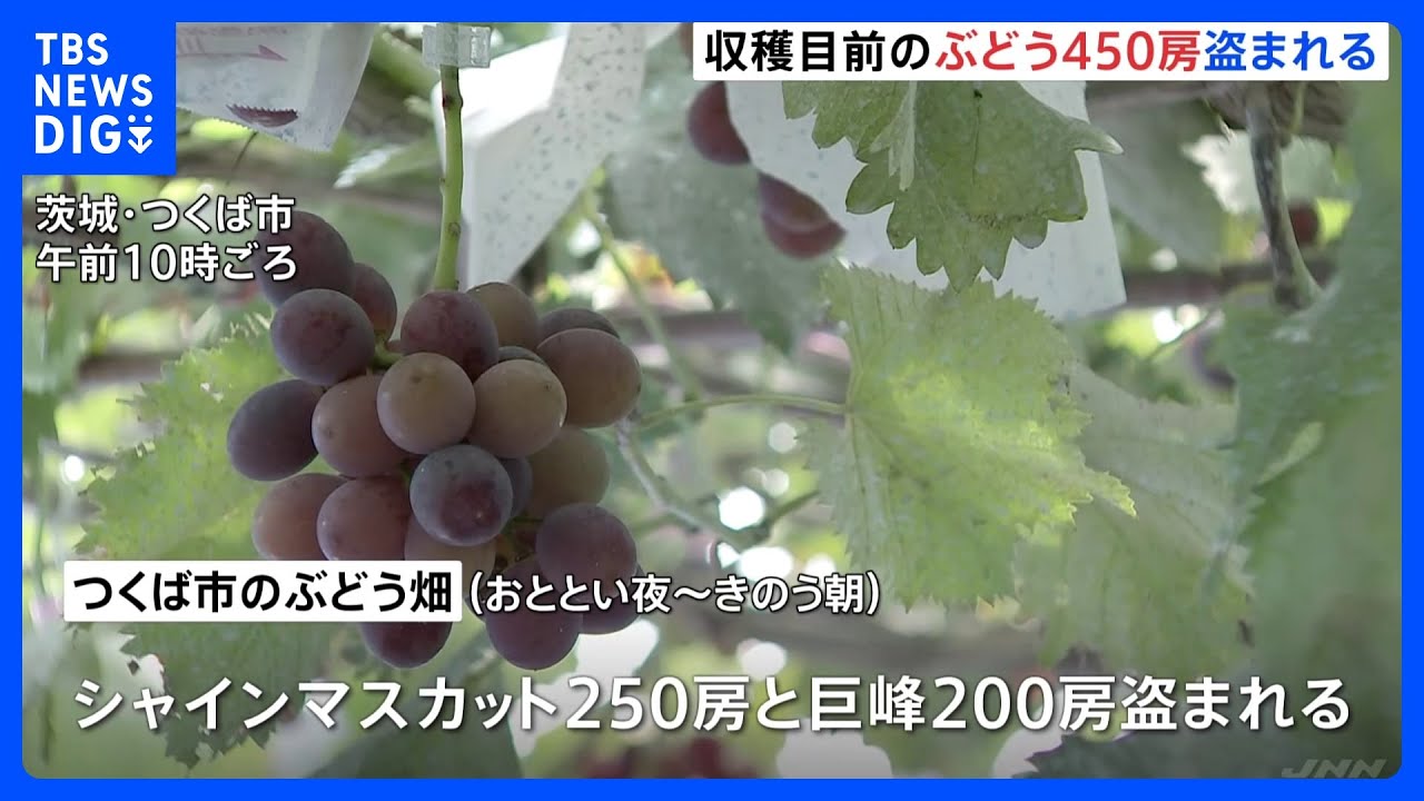 「苦労して育てたのに…」出荷直前のぶどう450房盗まれる　茨城・つくば市｜TBS&nbsp;NEWS&nbsp;DIG