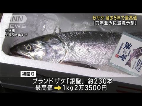 サケの初競り 過去5年で最高値「前年並みに豊漁予想」　北海道(2023年9月4日)
