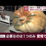 日本で“一番重い”カボチャは　優勝は500kg超！　お味は？(2023年9月19日)