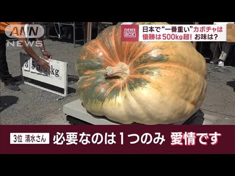 日本で“一番重い”カボチャは　優勝は500kg超！　お味は？(2023年9月19日)