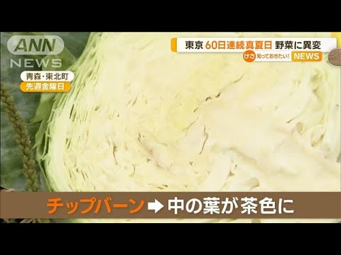 青森　残暑で野菜に異変…東京は60日連続で真夏日【知っておきたい！】(2023年9月4日)