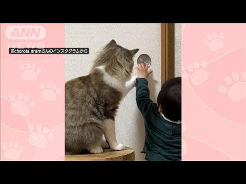 扉を開けさせないネコちゃん　赤ちゃんが扉に手を伸ばすも…「開けちゃダメ！」(2023年9月2日)