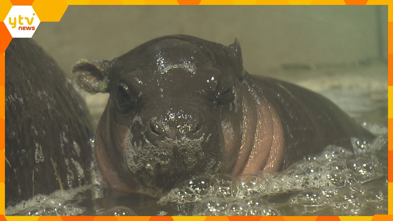 「ニフレル」で誕生のミニカバの赤ちゃん、子育ての様子を公開　体長６０ｃｍ、体重は１１ｋｇに　大阪