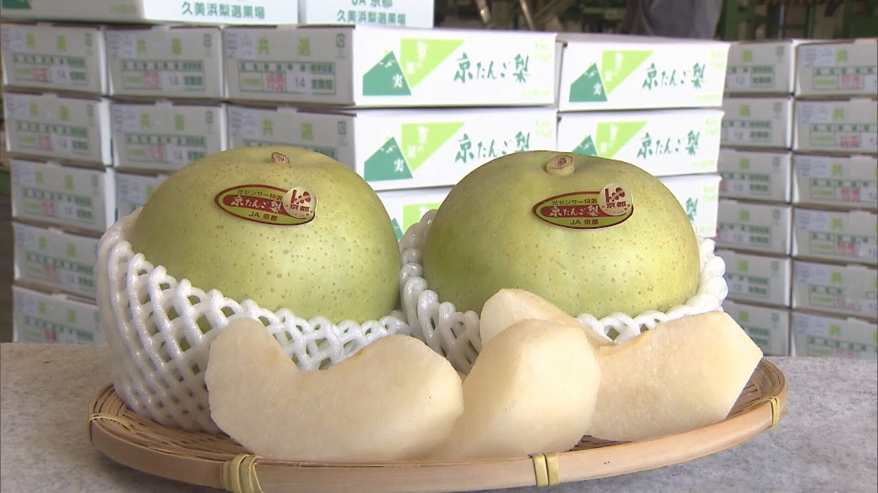 爽やかな甘みが特徴　京たんご梨の出荷が最盛期　光センサーを使って糖度や大きさが検査され店頭へ