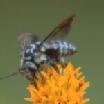 希少な“幸せを呼ぶ青いハチ”が飛来　滋賀・湖南市の寺