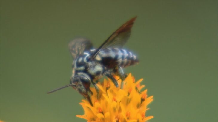 希少な“幸せを呼ぶ青いハチ”が飛来　滋賀・湖南市の寺