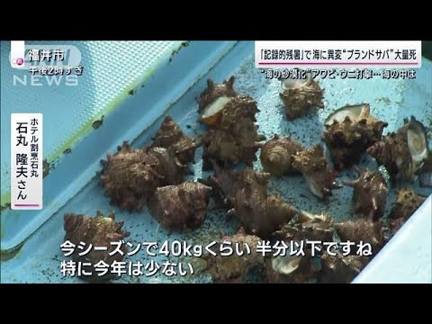 「台風→熱低」も“警報級大雨”警戒 記録的残暑は海中にも… 高級サバ大量死の異変(2023年9月3日)