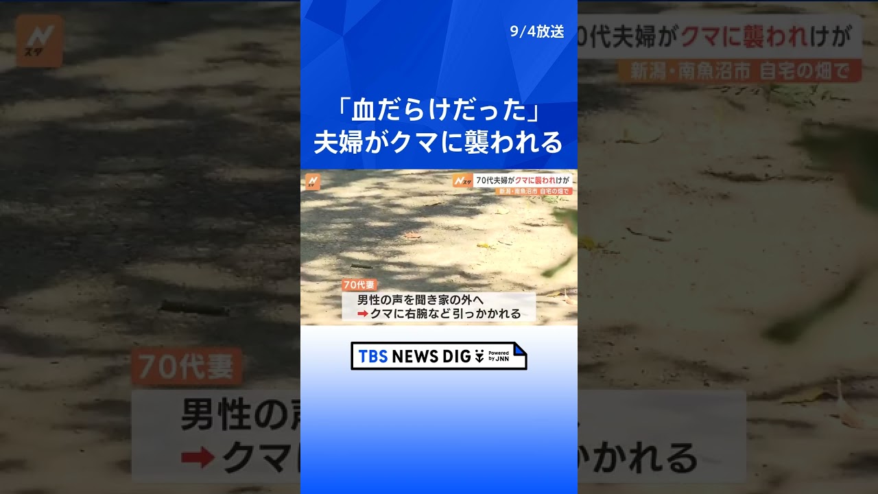 突然現れたクマと取っ組み合い…「血だらけだった」70代夫婦がけが、命に別状なし　新潟  | TBS NEWS DIG #shorts