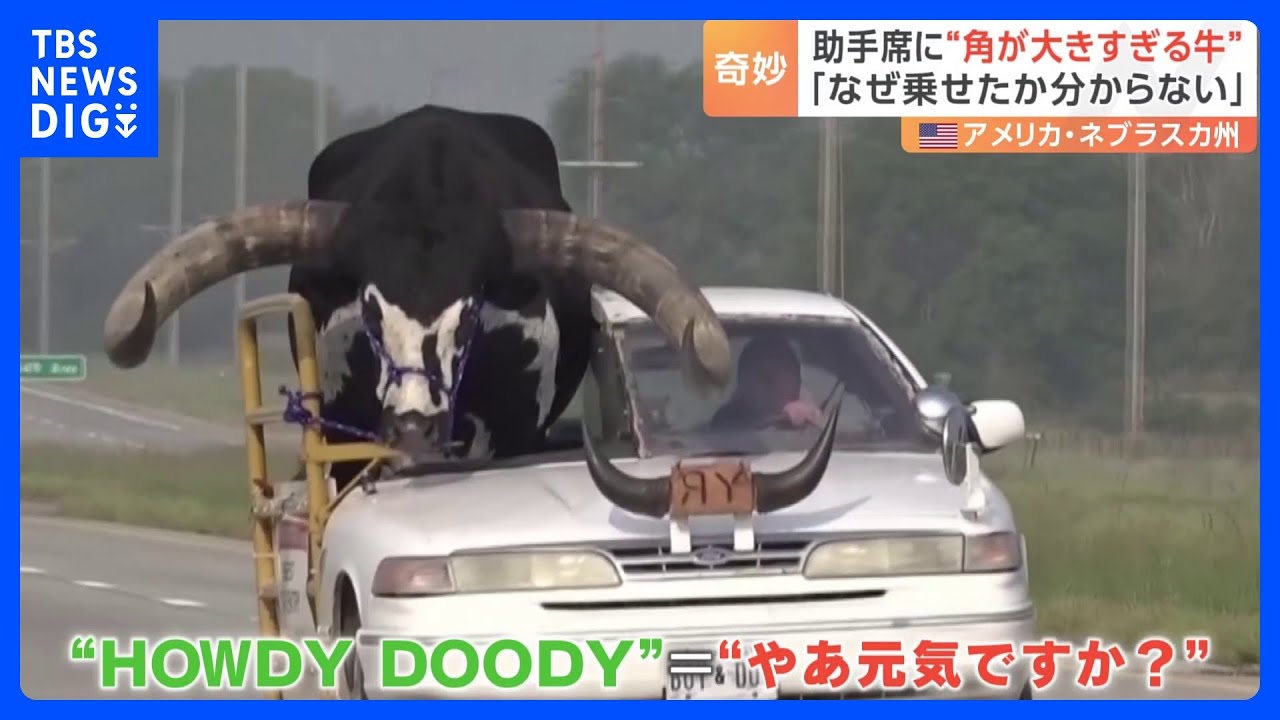 助手席に“角が大きすぎる牛” 運転手「なぜ乗せたか分からない」 アメリカ・ネブラスカ州|TBS NEWS DIG