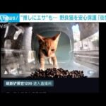 可愛がって野良猫を安心保護　“推し”にエサも…“超ハイテクマシン”「街猫」話題(2023年9月4日)