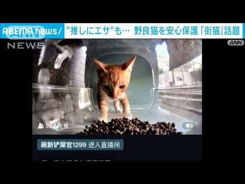 可愛がって野良猫を安心保護　“推し”にエサも…“超ハイテクマシン”「街猫」話題(2023年9月4日)