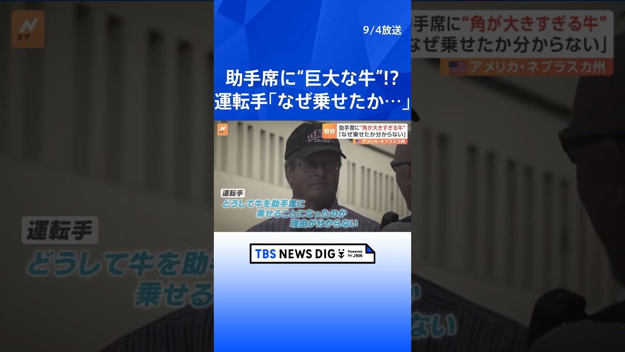 助手席に“角が大きすぎる牛” 運転手「なぜ乗せたか分からない」 アメリカ・ネブラスカ州｜TBS NEWS DIG #shorts
