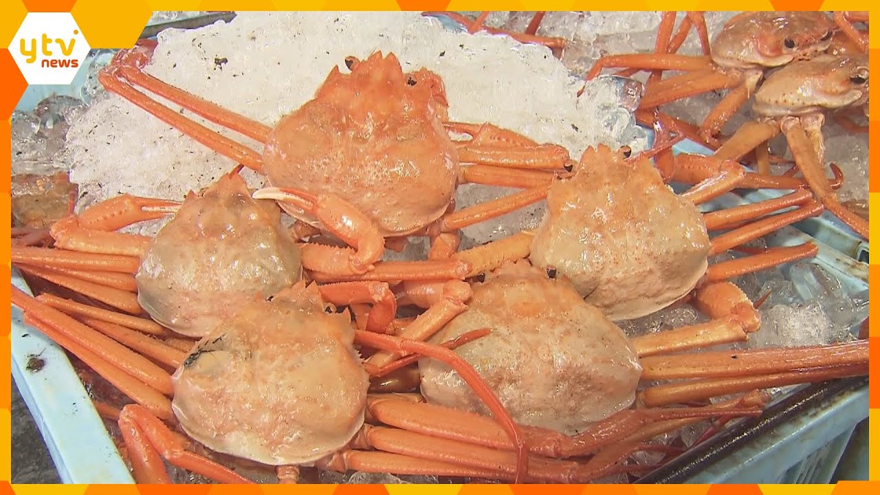 最も大きいものには５０万円の値も！秋の味覚「ベニズワイガニ」漁が解禁　香住漁港で初セリ
