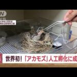 絶滅危惧種の渡り鳥「アカモズ」　世界初！“人工孵化”に成功(2023年9月5日)