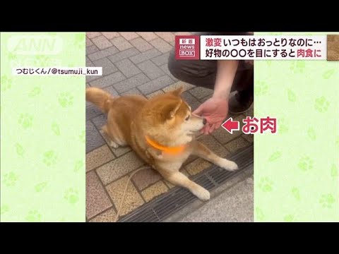 「のんだでしょ～」激変する犬　いつもはおっとりなのに…好物を目にすると我慢できず(2023年9月5日)