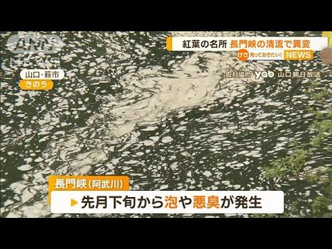 “紅葉と清流”長門峡に異変　「本当に汚い」泡の発生・悪臭続く…原因は長引く暑さ？【知っておきたい！】(2023年9月6日)