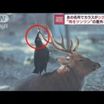 あの名所でカラスがシカ襲撃？“角をツンツン”の意外な理由(2023年9月6日)