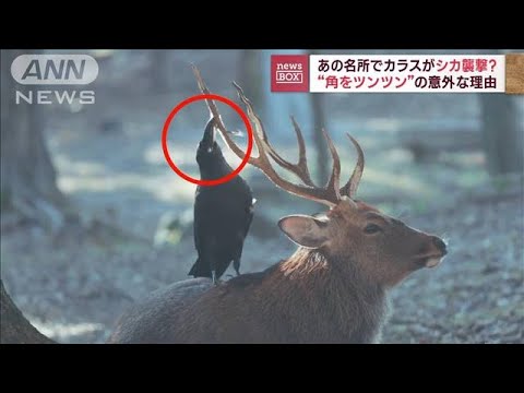 あの名所でカラスがシカ襲撃？“角をツンツン”の意外な理由(2023年9月6日)