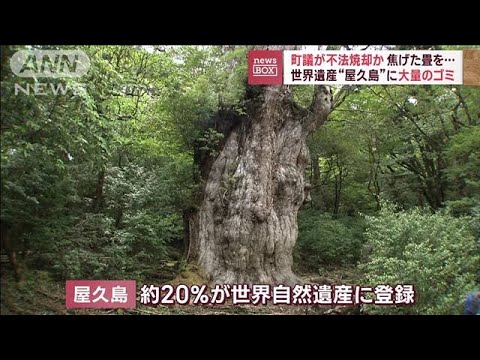 世界遺産“屋久島”に大量のごみ　町議が焦げた畳を不法焼却か(2023年9月7日)