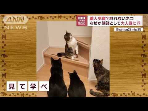 「見て学べ！」　職人気質の群れないネコ　講師として大人気！？(2023年9月7日)