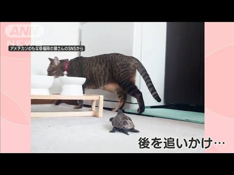 全速力で追いかけるカメさん　ネコちゃんに求愛行動？　お散歩タイムに猛アタック！(2023年9月8日)