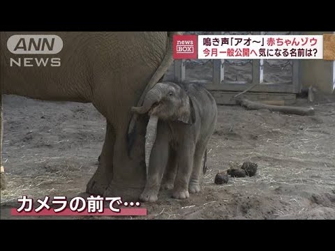 鳴き声「アオ～」赤ちゃんゾウ　今月一般公開へ　気になる名前は？(2023年9月8日)