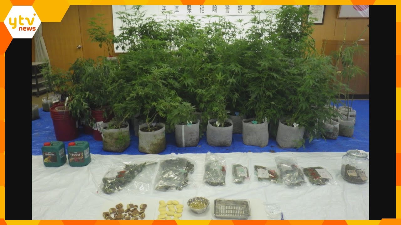 大麻草２０８株を営利目的で栽培か　男を逮捕・起訴　末端価格８００万円相当の乾燥大麻も見つかる