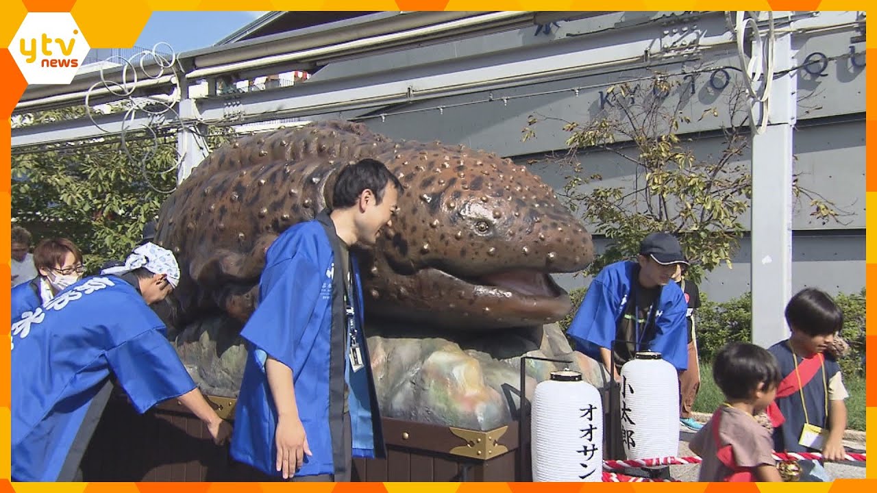 オオサンショウウオが街を練り歩く　京都水族館が山車を製作、子どもが参加「ゴツゴツした顔が好き」