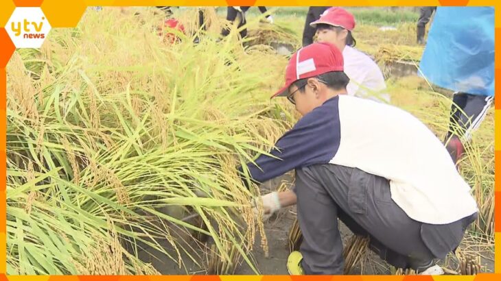 東日本大震災のがれきの中から見つかった“奇跡の復興米”１０年目の収穫　大阪・富田林市