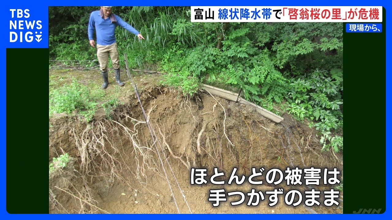 線状降水帯による大雨被害　啓翁桜の特産地で耕作放棄の危機　富山【現場から、】｜TBS&nbsp;NEWS&nbsp;DIG