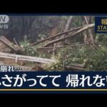 千葉“線状降水帯”倒木直撃に孤立も…各地で被害相次ぐ　茨城・福島「緊急安全確保」(2023年9月8日)