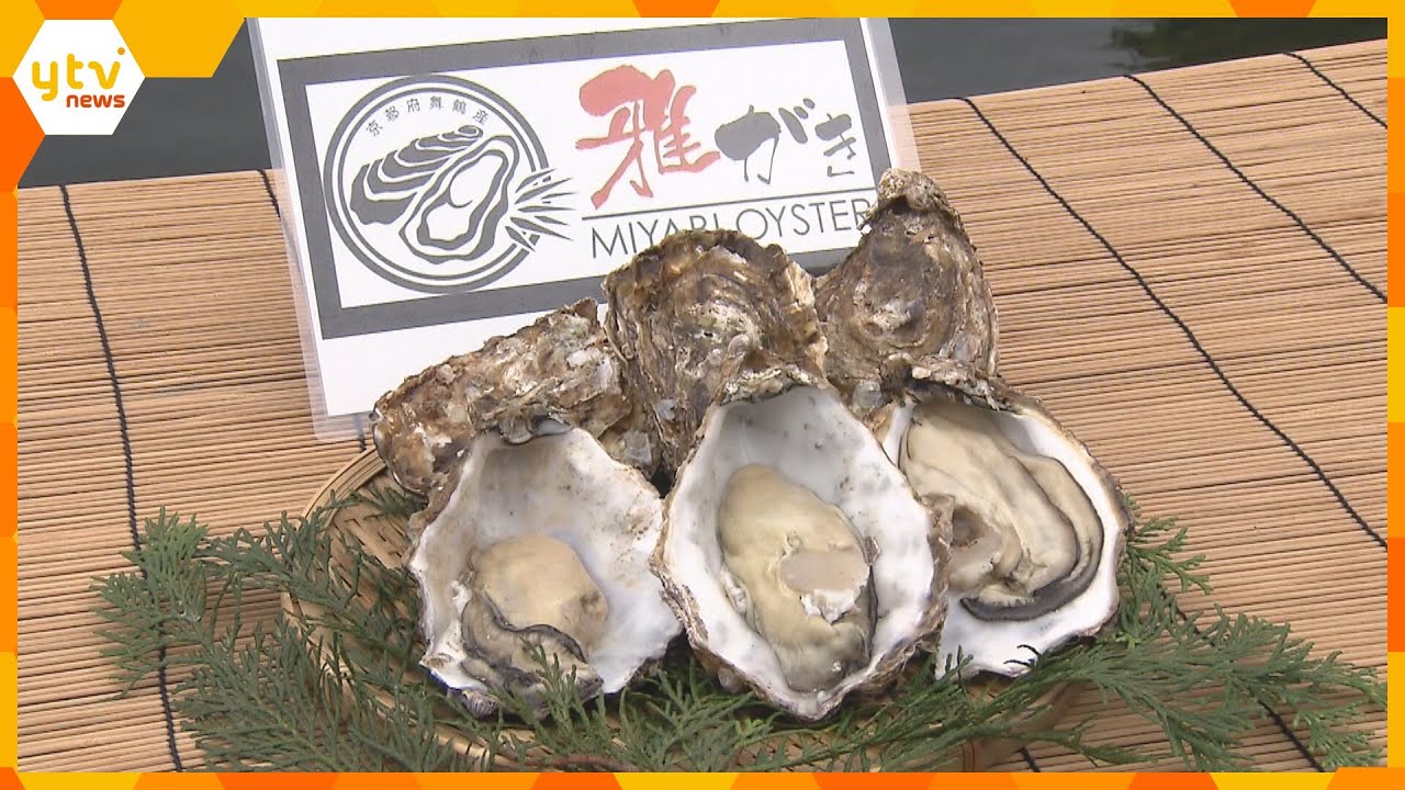 早くもカキの出荷準備　濃厚な味が特徴「雅がき」約２万５０００個が地元や大阪などへ　京都・舞鶴市
