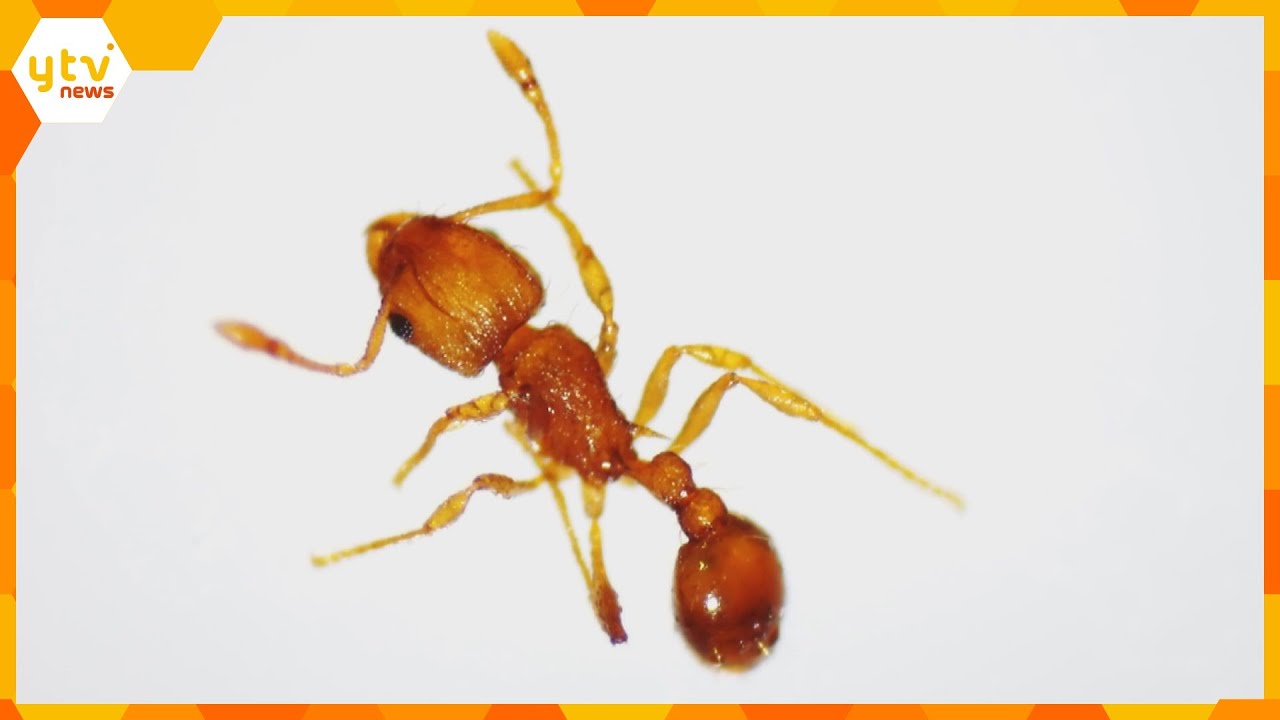 強い毒を持つ「コカミアリ」神戸・六甲アイランドで確認　刺されると激しい痛みや腫れ　国内３例目