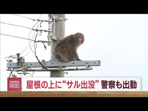 「屋根の上にサルが」連日出没　住宅地が騒然　警察官ら出動も…(2023年9月12日)