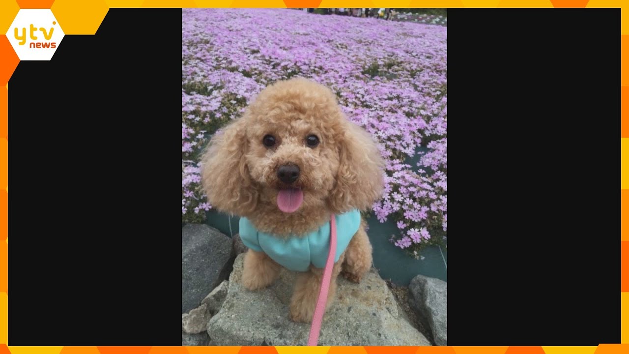 「ペットは物じゃない、家族」トリミング中に喉をハサミで切られ愛犬死ぬ　トリマーに４０万円賠償命令