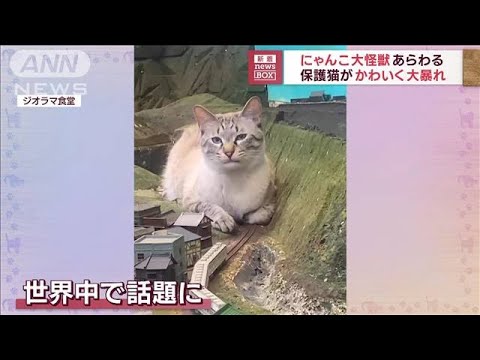 「ギャー！」大迫力　のどかな田舎道に巨大ネコ！？　かわいい“暴れぶり”とは(2023年9月12日)