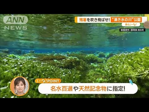 納涼！静岡・柿田川　“湧き水の川”公園・絶品うな重…絶景つり橋も【あらいーな】(2023年9月13日)