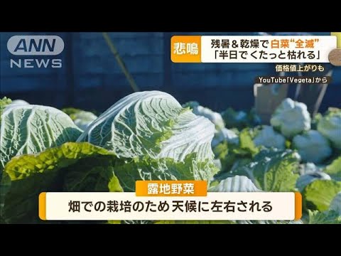 「半日でくたっと枯れる」ハクサイが“全滅”　残暑＆乾燥で…価格の値上がりも(2023年9月14日)